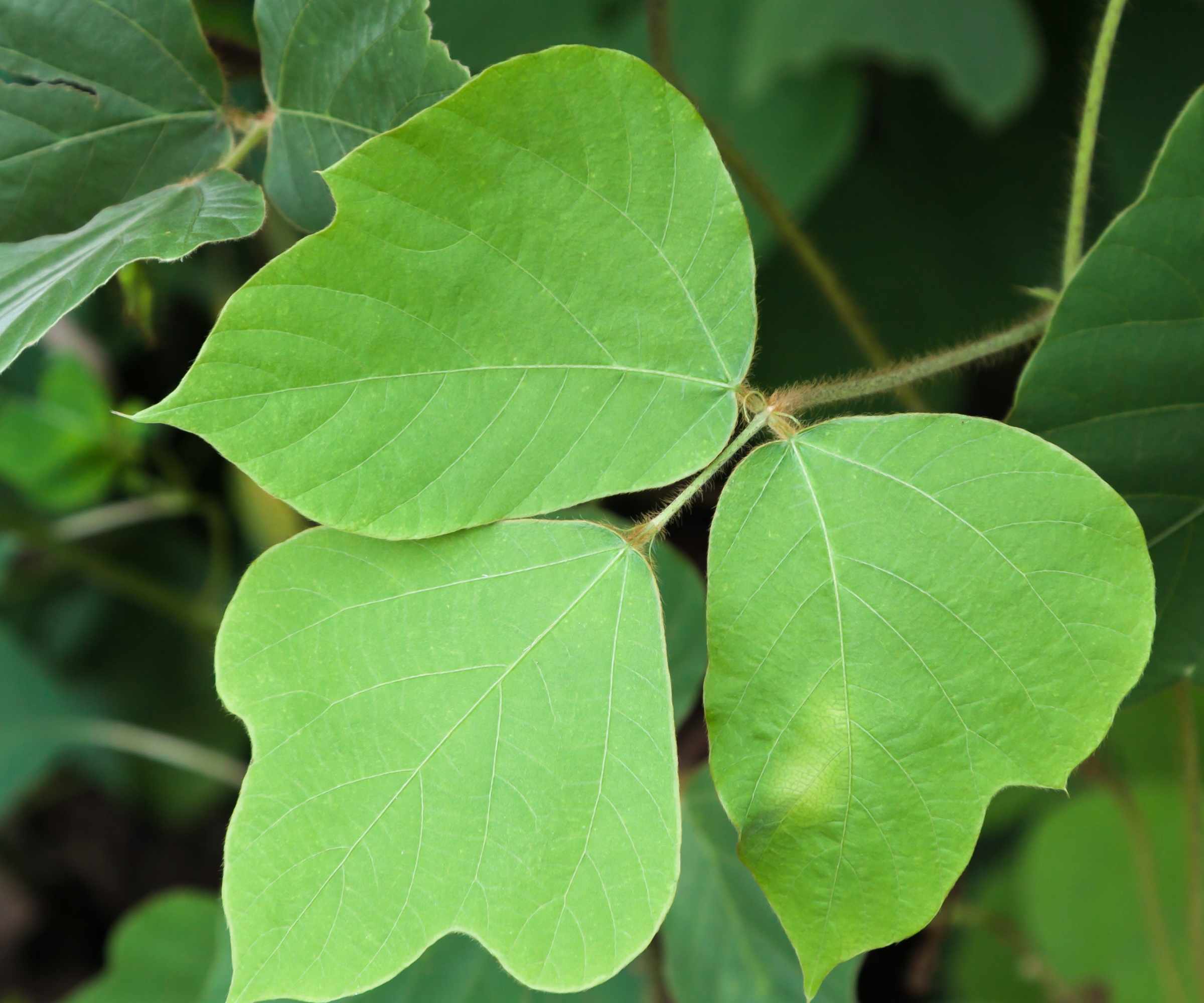 Green leaf of the kudzu vine
