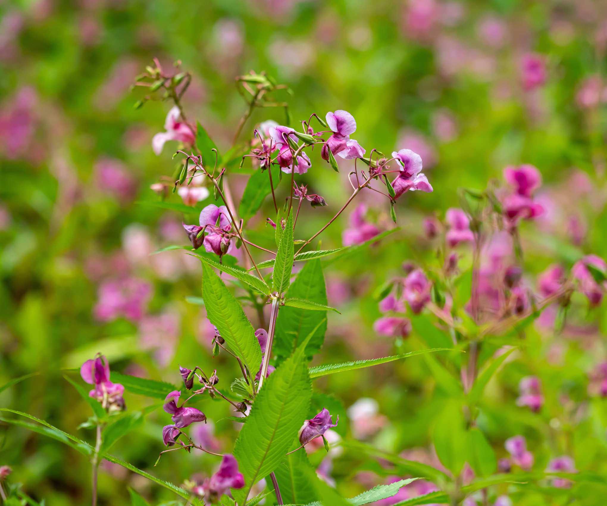 Pink flowers of Himalayan balsam