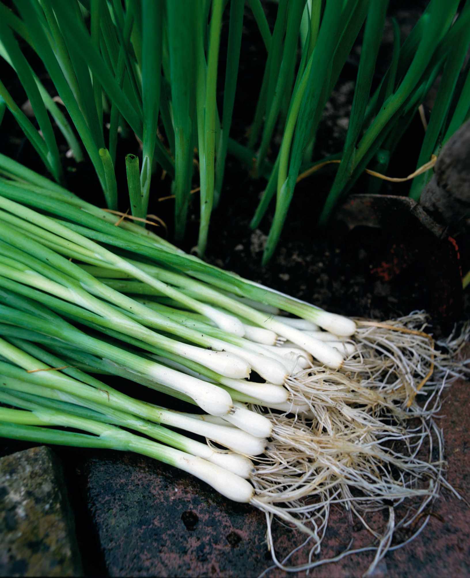 How to grow spring onions – the perfect accompaniment to salad and stir fries