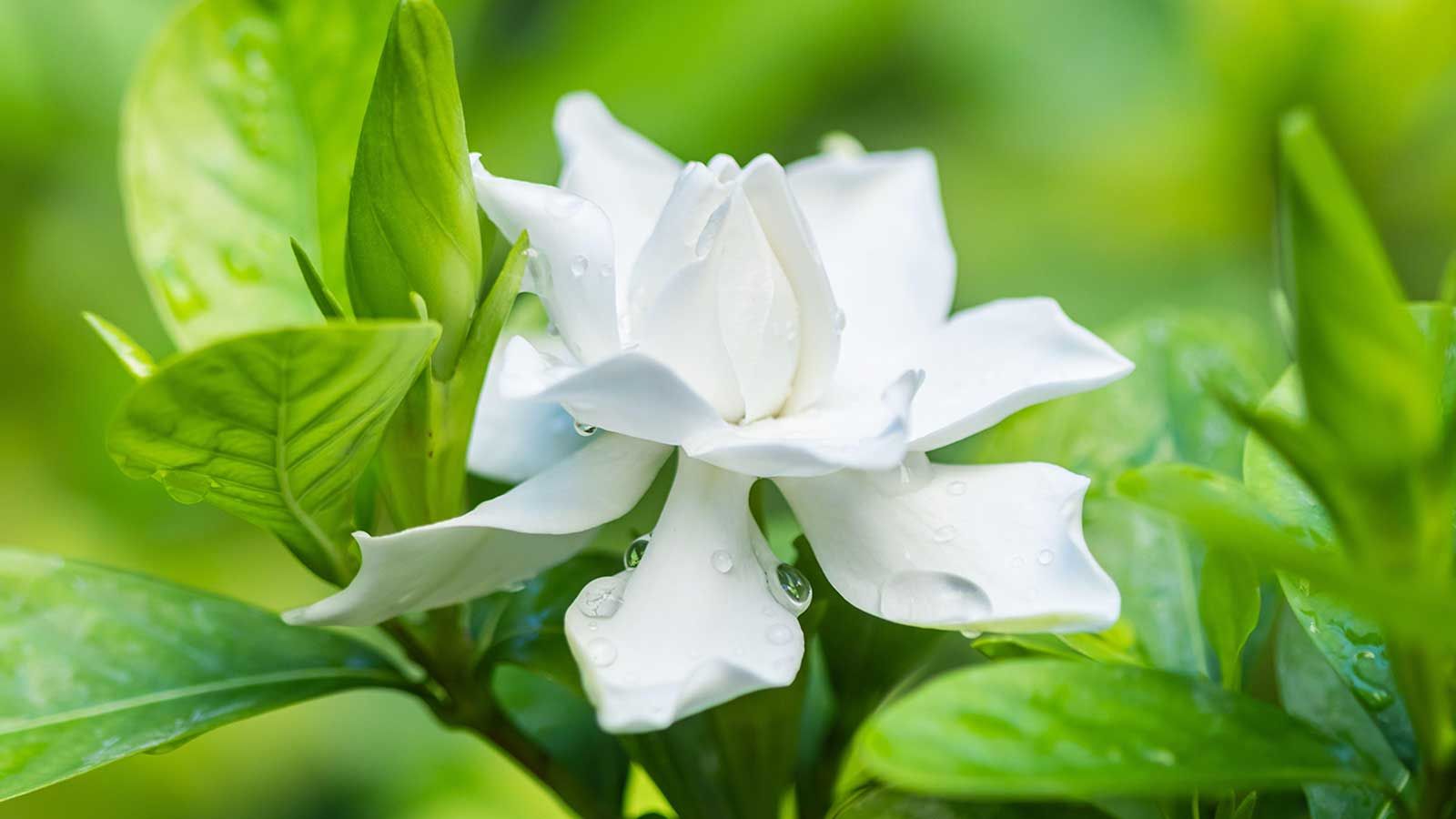 Why are my gardenia leaves turning yellow? Experts share insights and ways to prevent the problem
