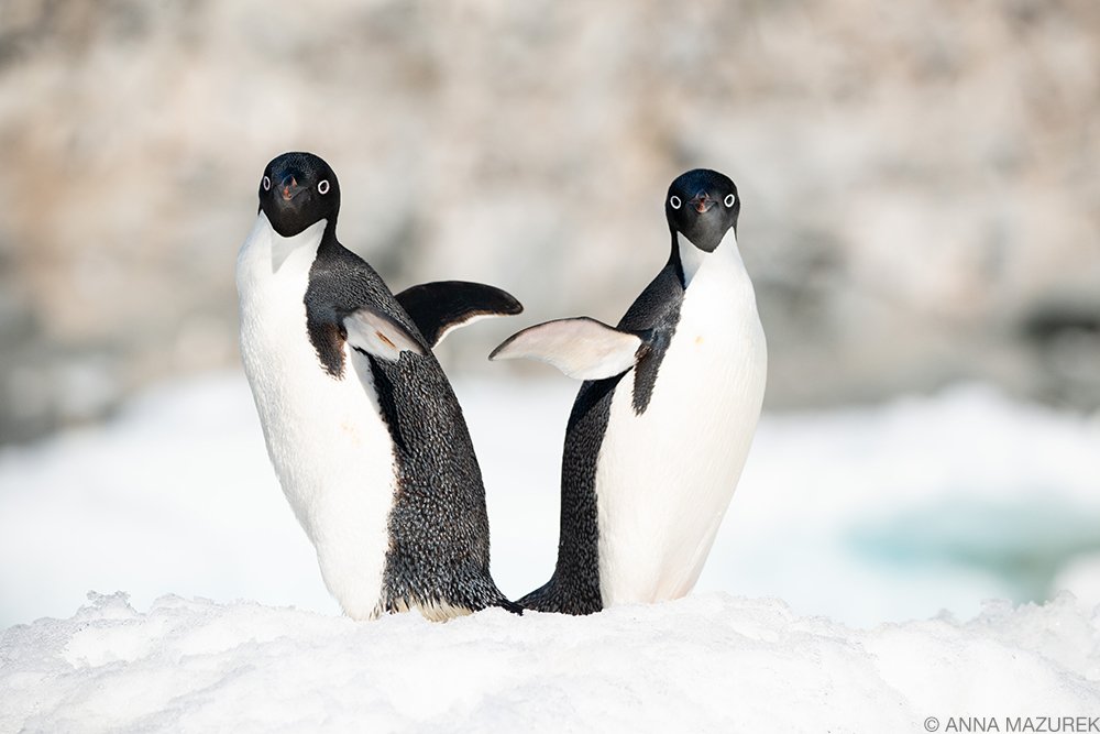 Antarctica Photo Diary - Travel Like Anna