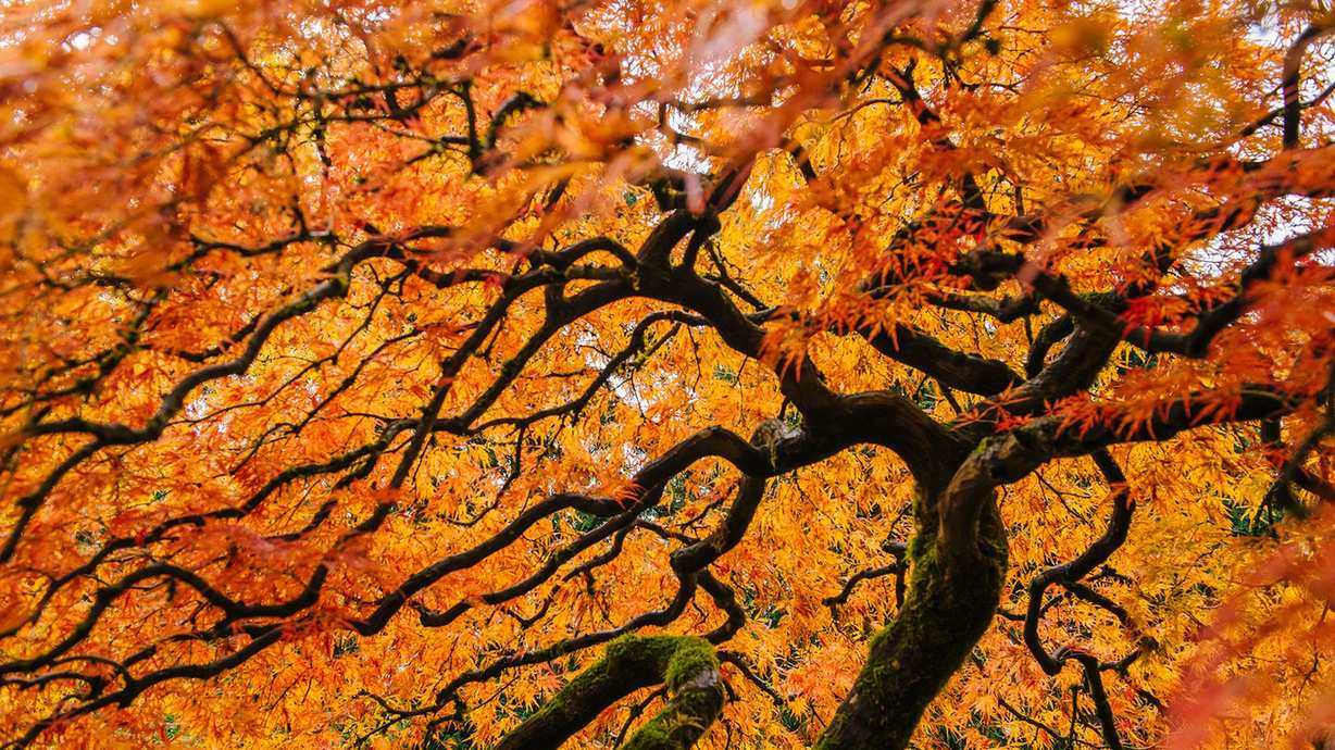 When and how to prune Japanese maple trees – for a glorious display