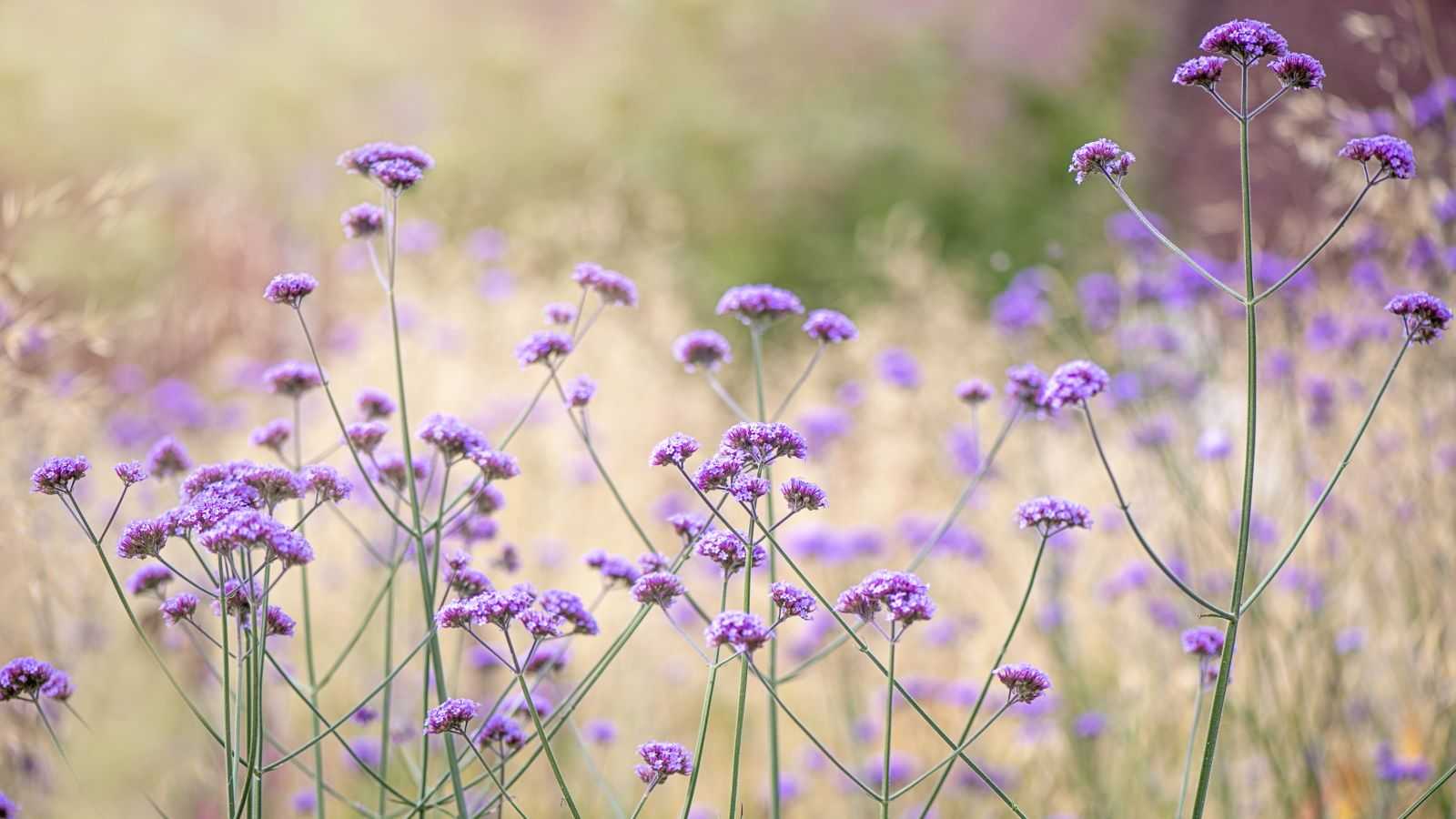 Best cut flowers to grow for hayfever sufferers – and which ones to avoid