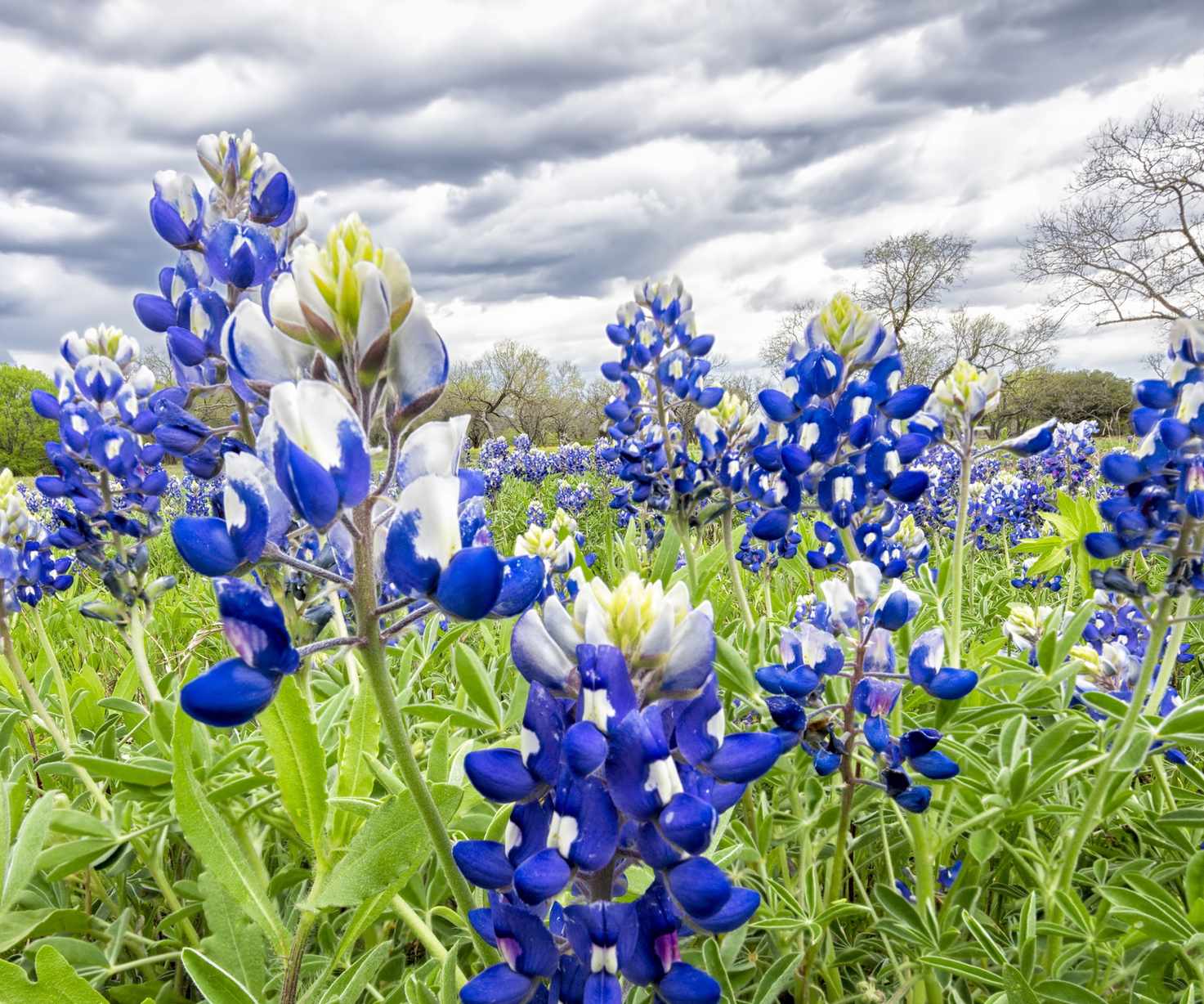 Blue lupin flowers in a field