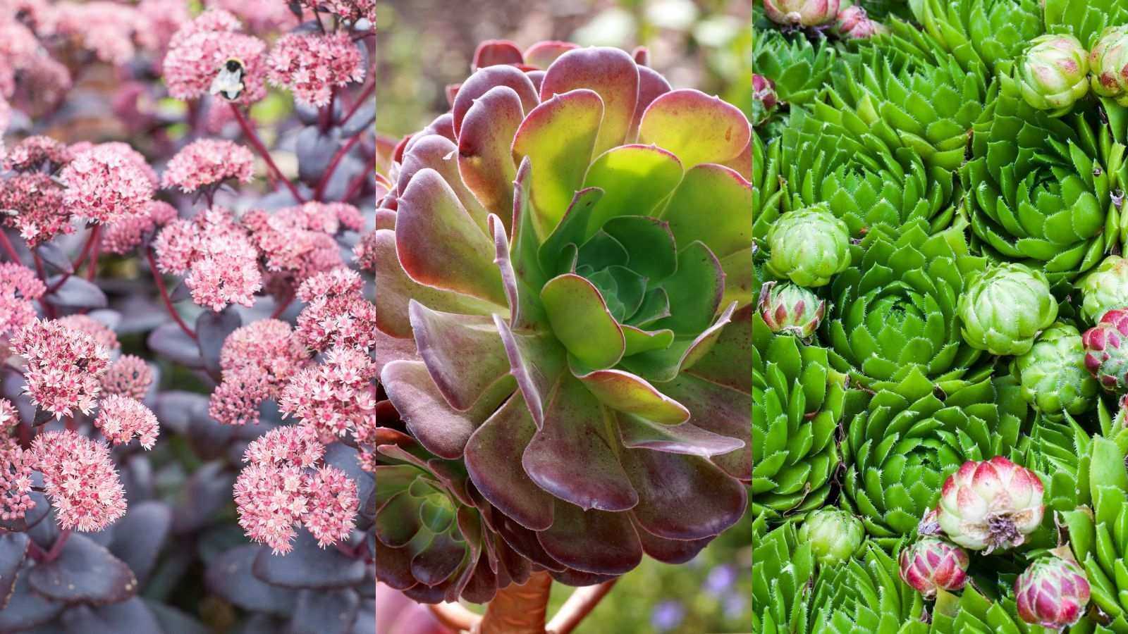 What are the best types of succulent? 5 picks you can't kill