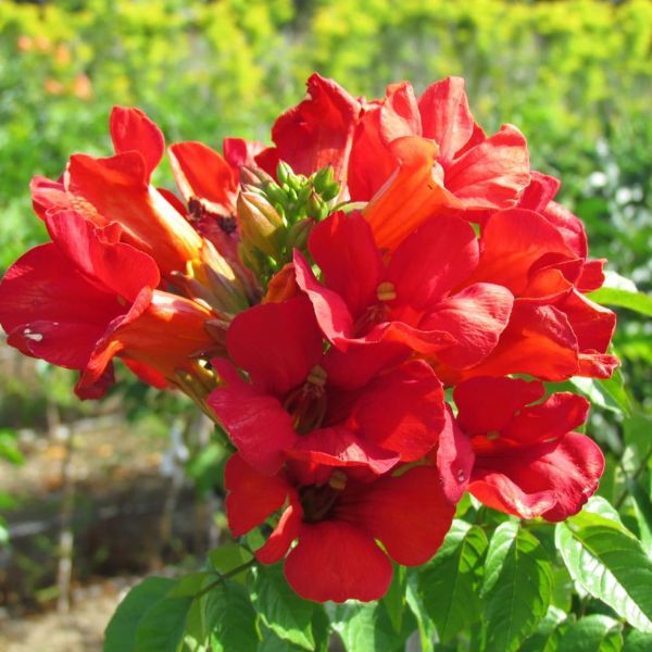 Summer Jazz&trade; Fire Trumpet Vine