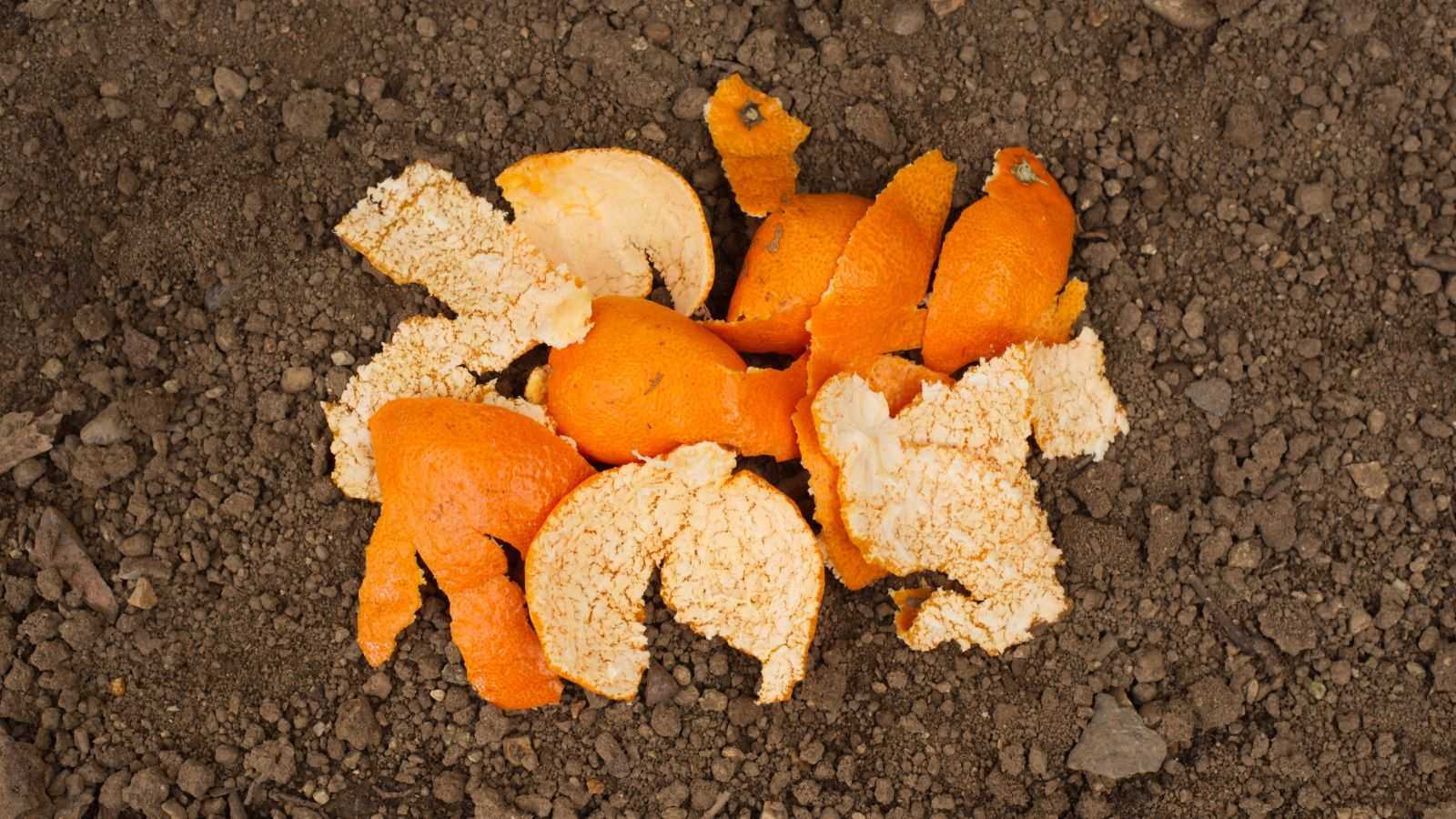 Are orange peels good for plants? Learn how to use this food waste effectively in your yard