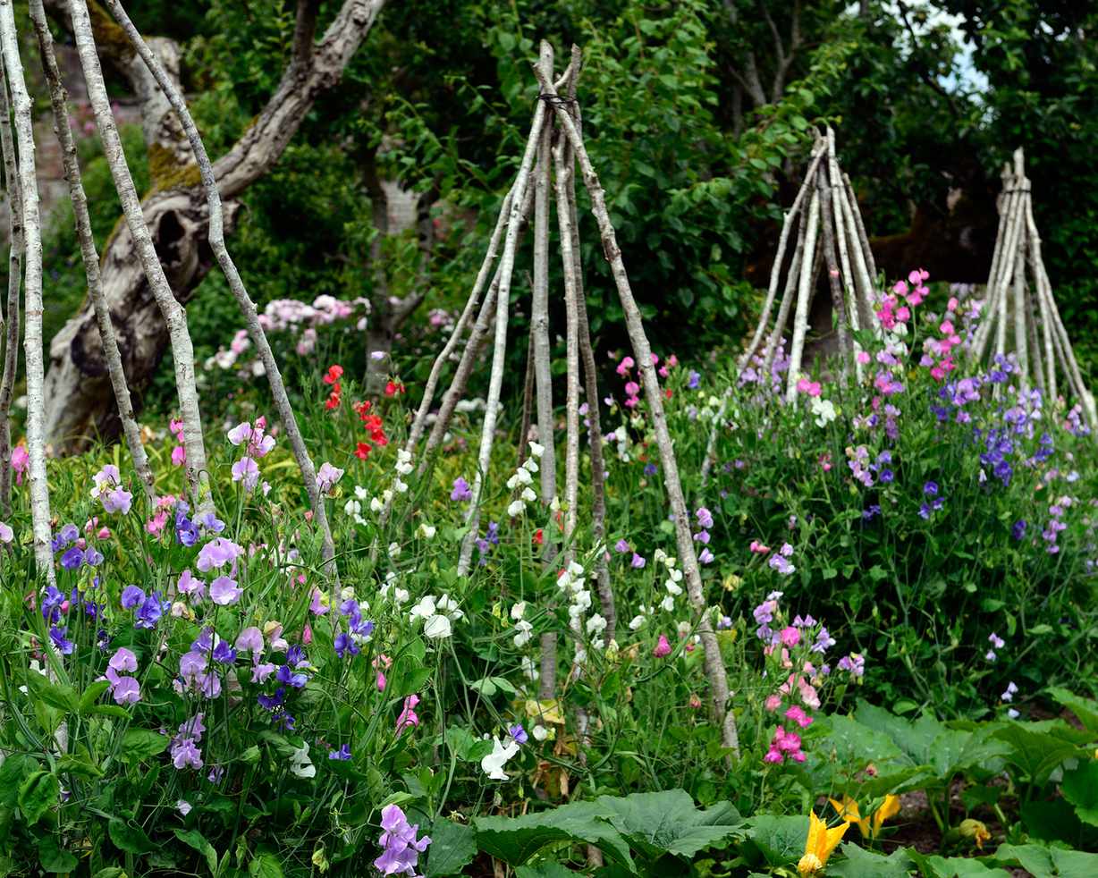 Monty Don's top sweet pea tips