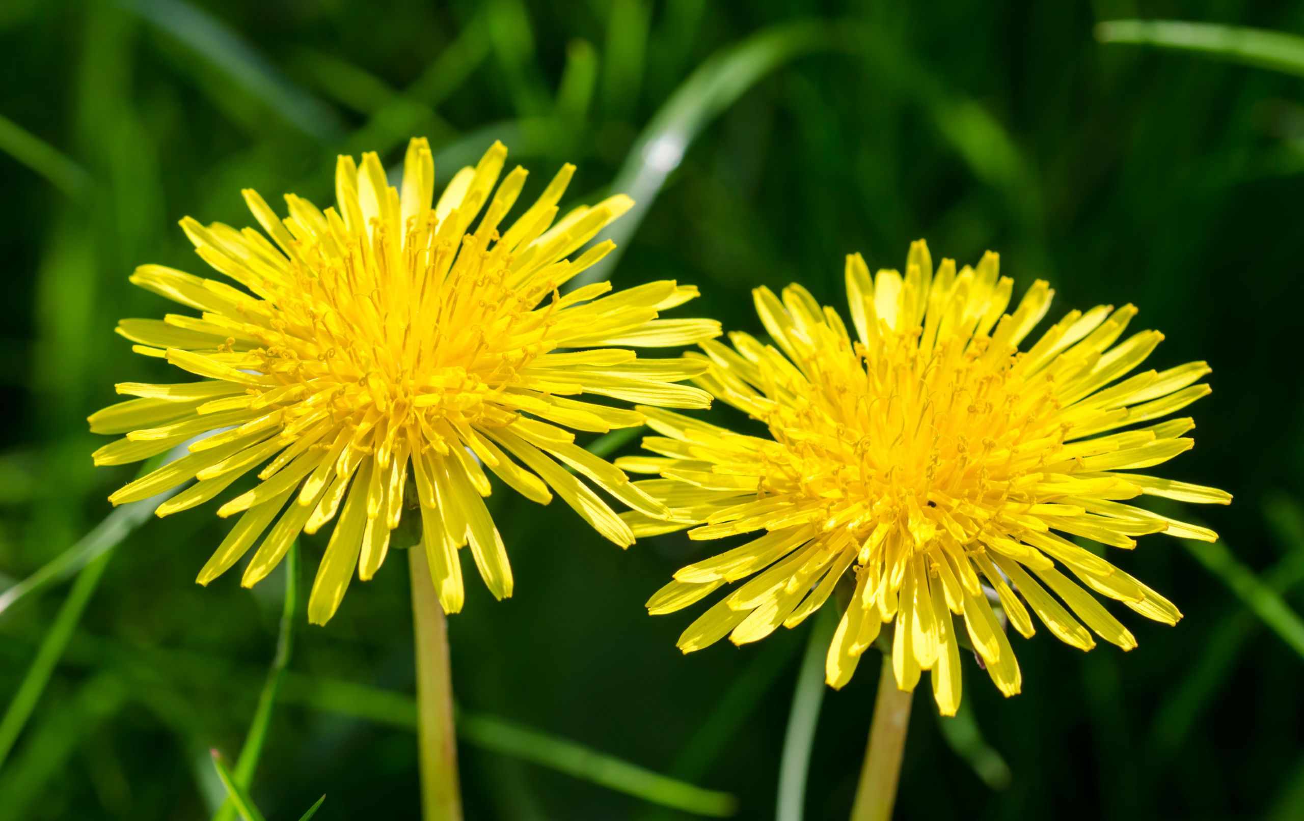 How to get rid of dandelions – from lawns and patios