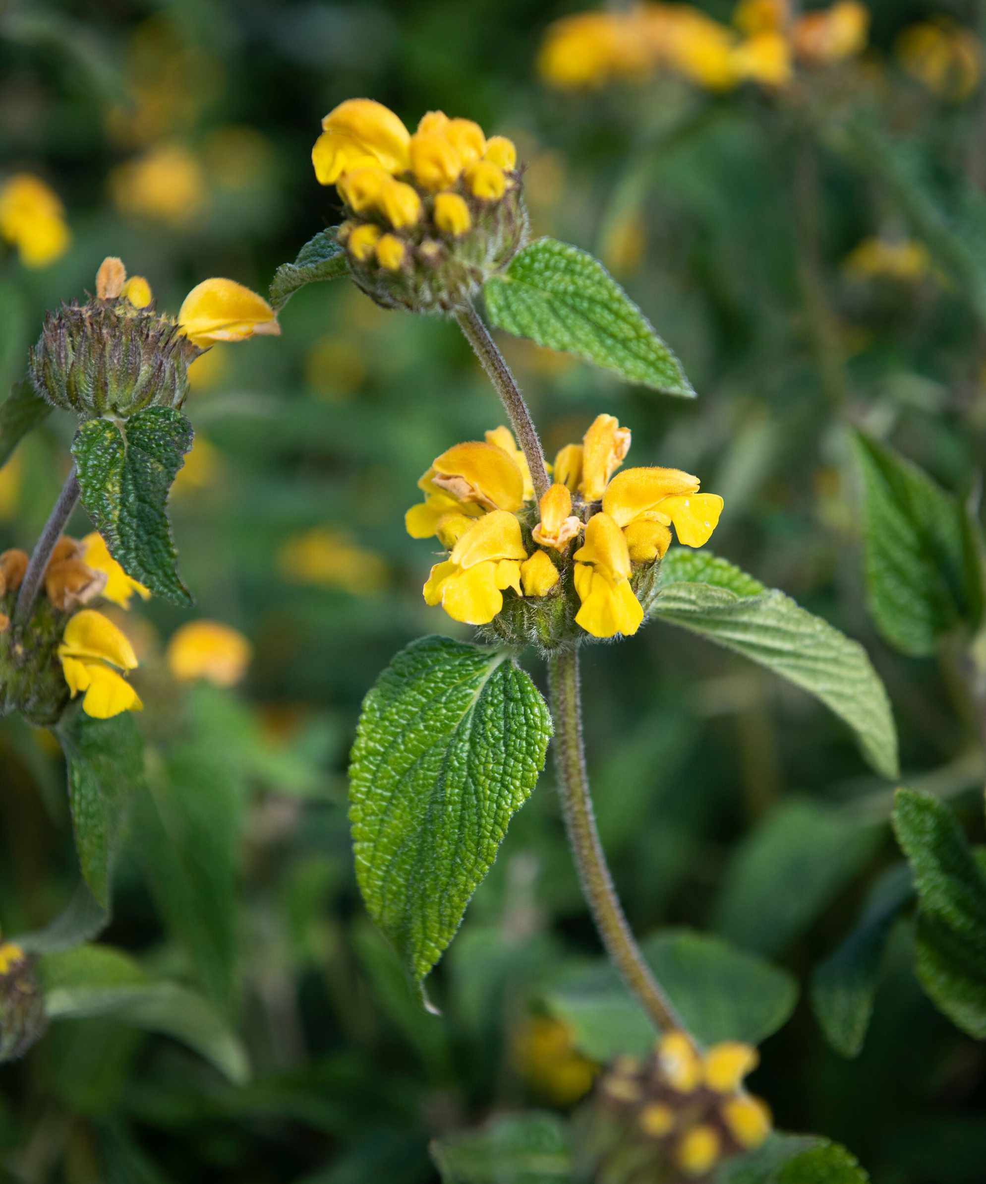 yellow flowers of Turkish sage