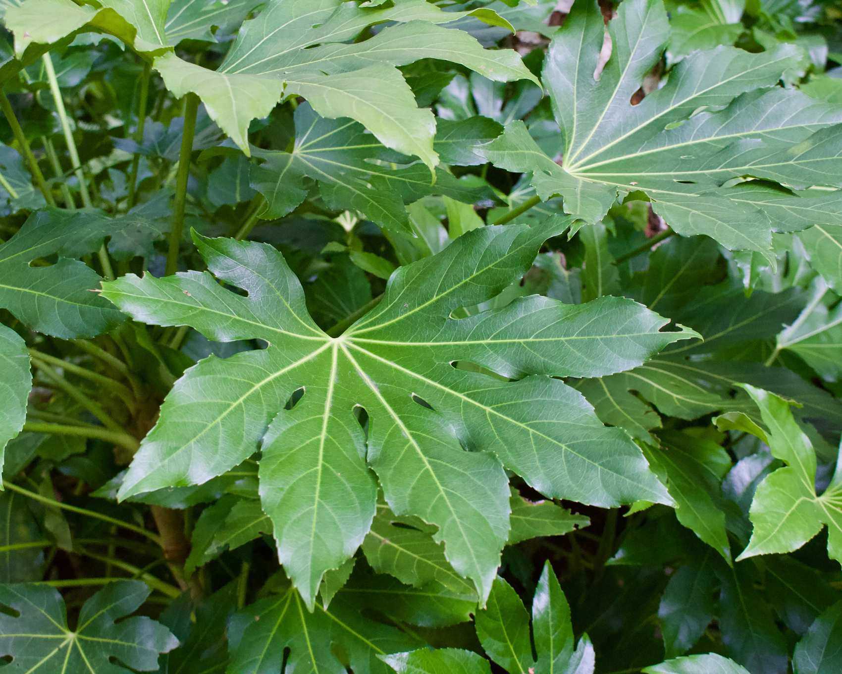 Fatsia japonica plant