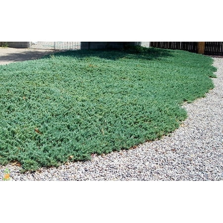 Blue Rug Spreading Juniper