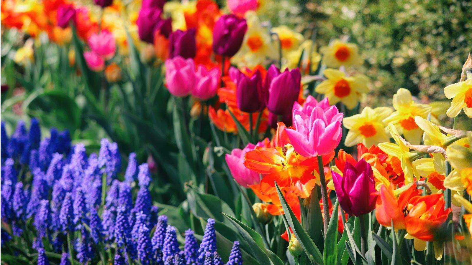 13 of the best spring bulbs to plant in fall – create a glorious display of color for the upcoming season