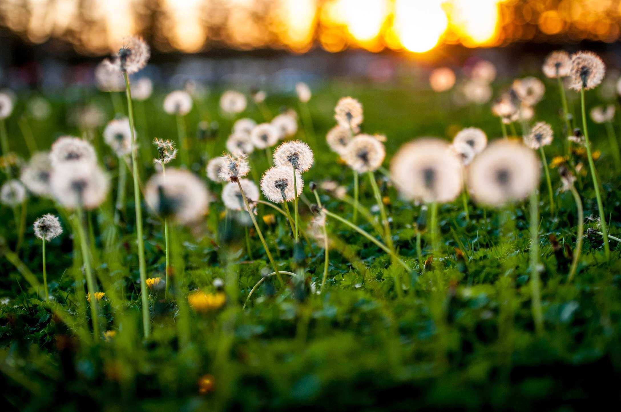How to get rid of weeds – in borders, containers and lawns
