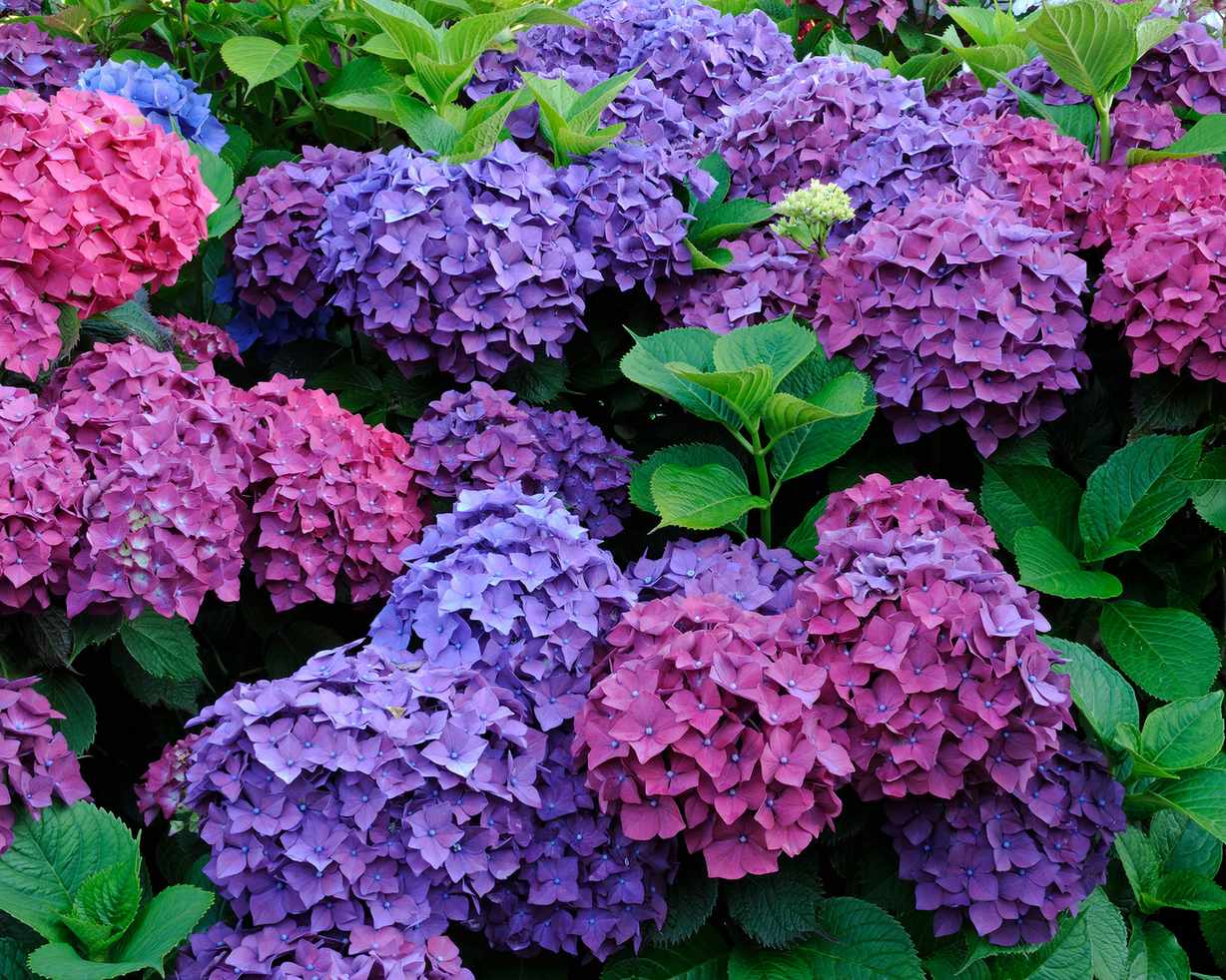 hydrangeas in a border