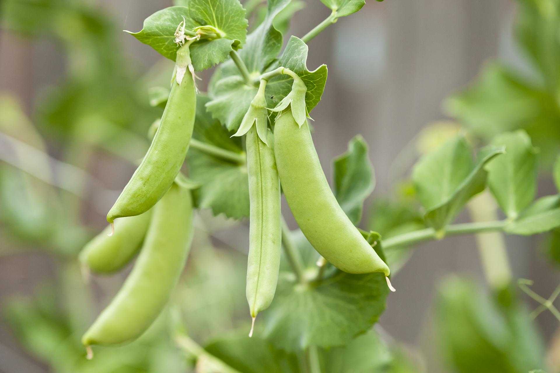 Pea plant