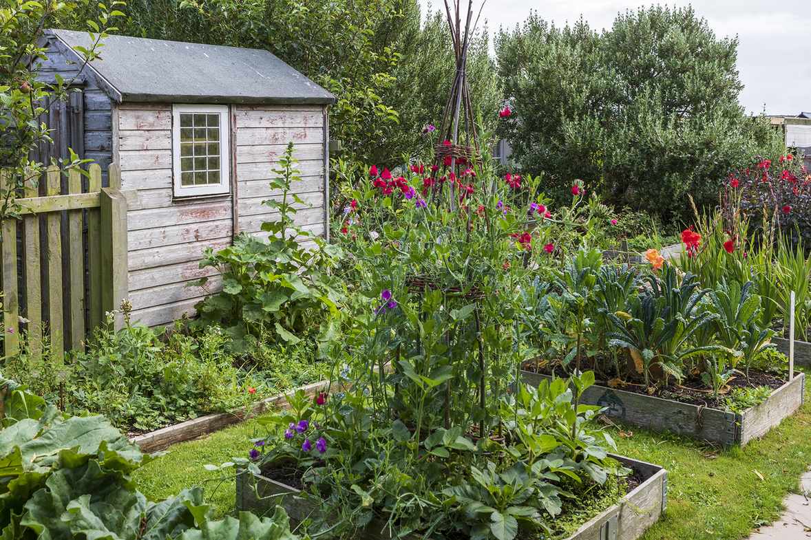 vegetable garden ideas mark bolton raised beds teepee