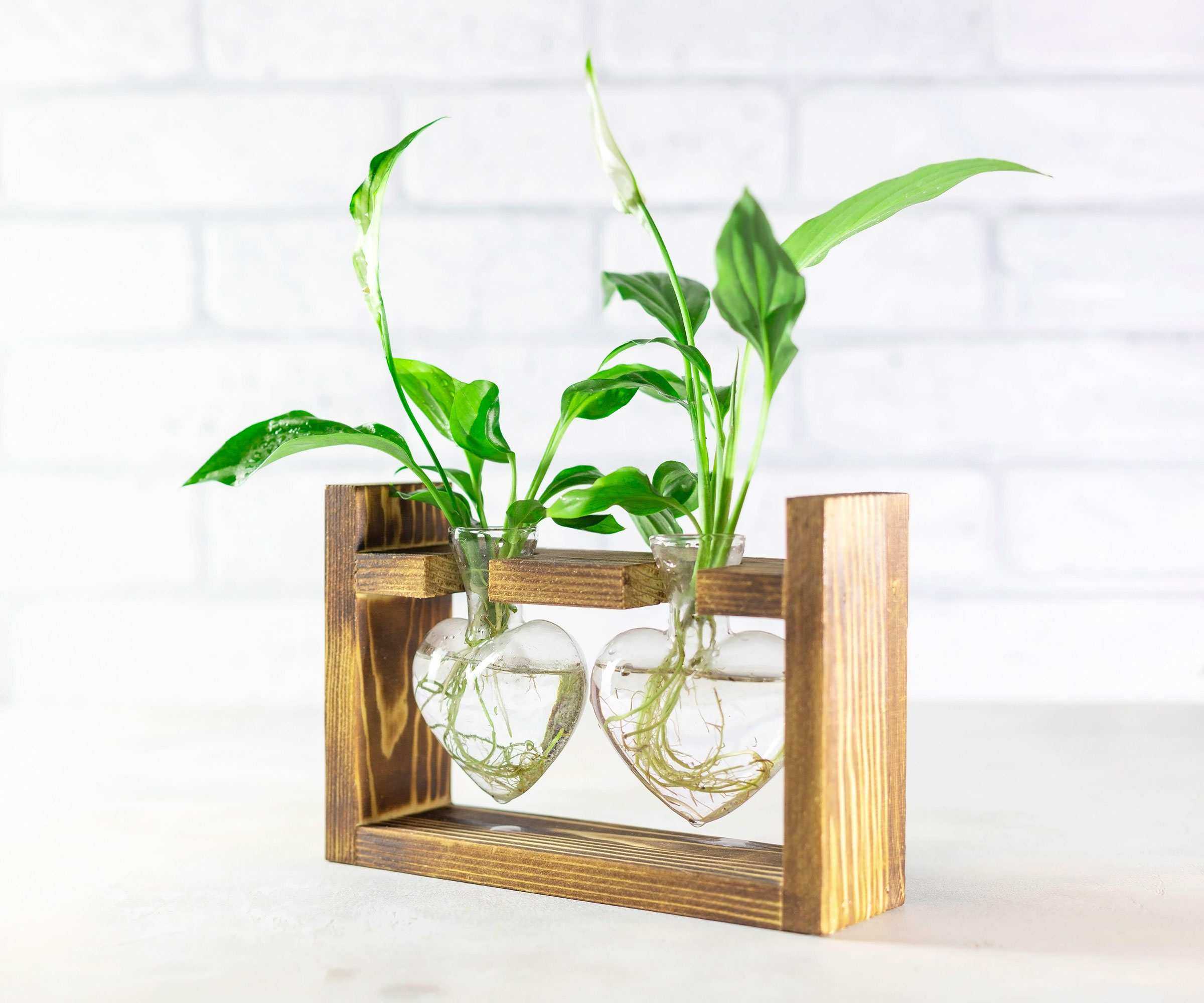 plant propagation station with cuttings in water