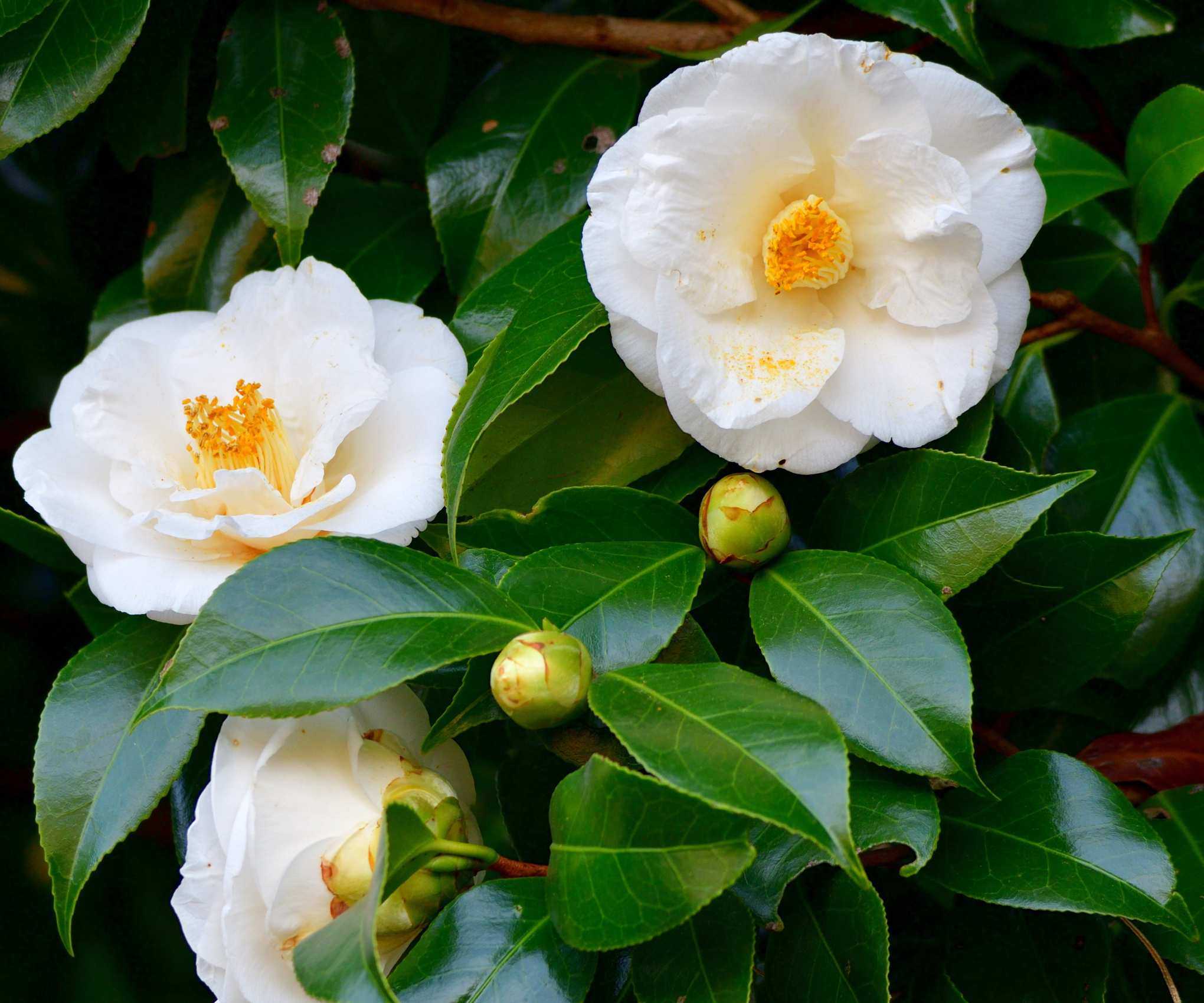 Camellia japonica with white blooms