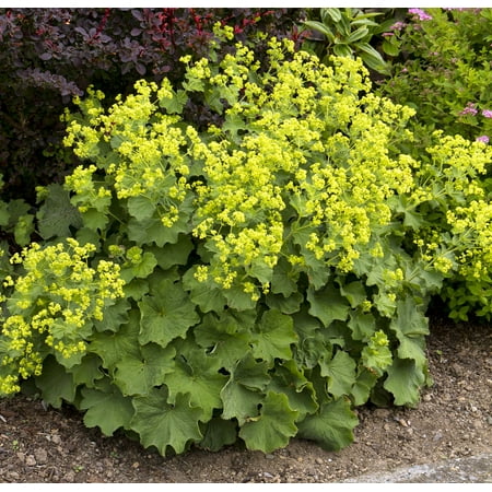 Thriller Ladys Mantle Perennial - Alchemilla - Live Plant - Quart Pot