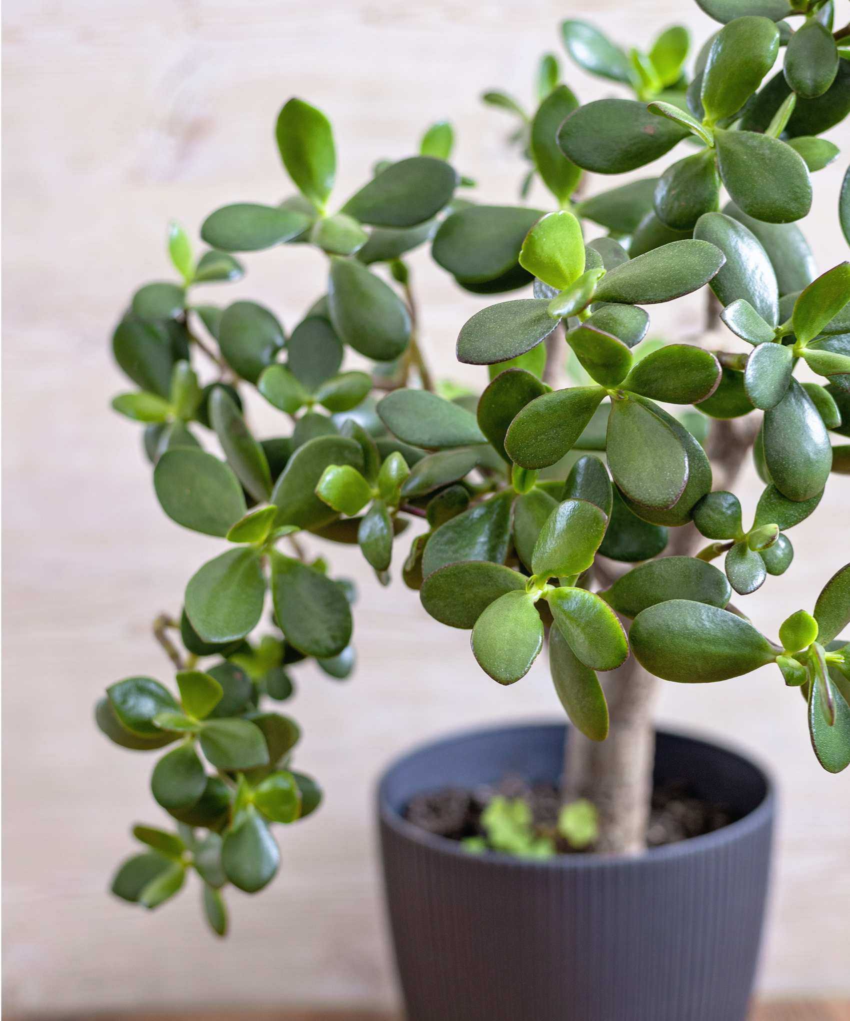 Jade plant
