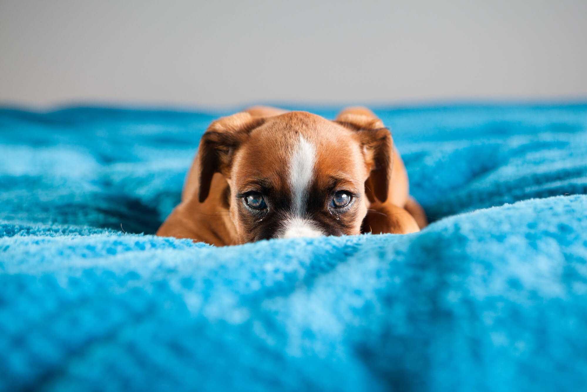 The Best Low-Cost Spay And Neuter Options