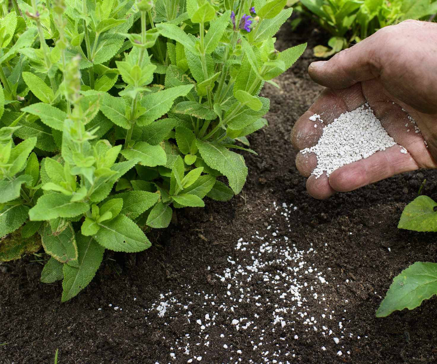 Applying fertilizer around perennials in a flower garden