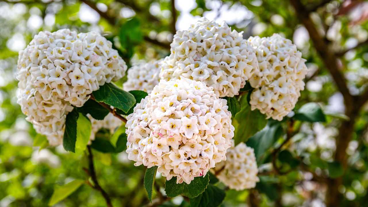 Design and Grow a Beautiful Garden, Expertly Curated for Every Season