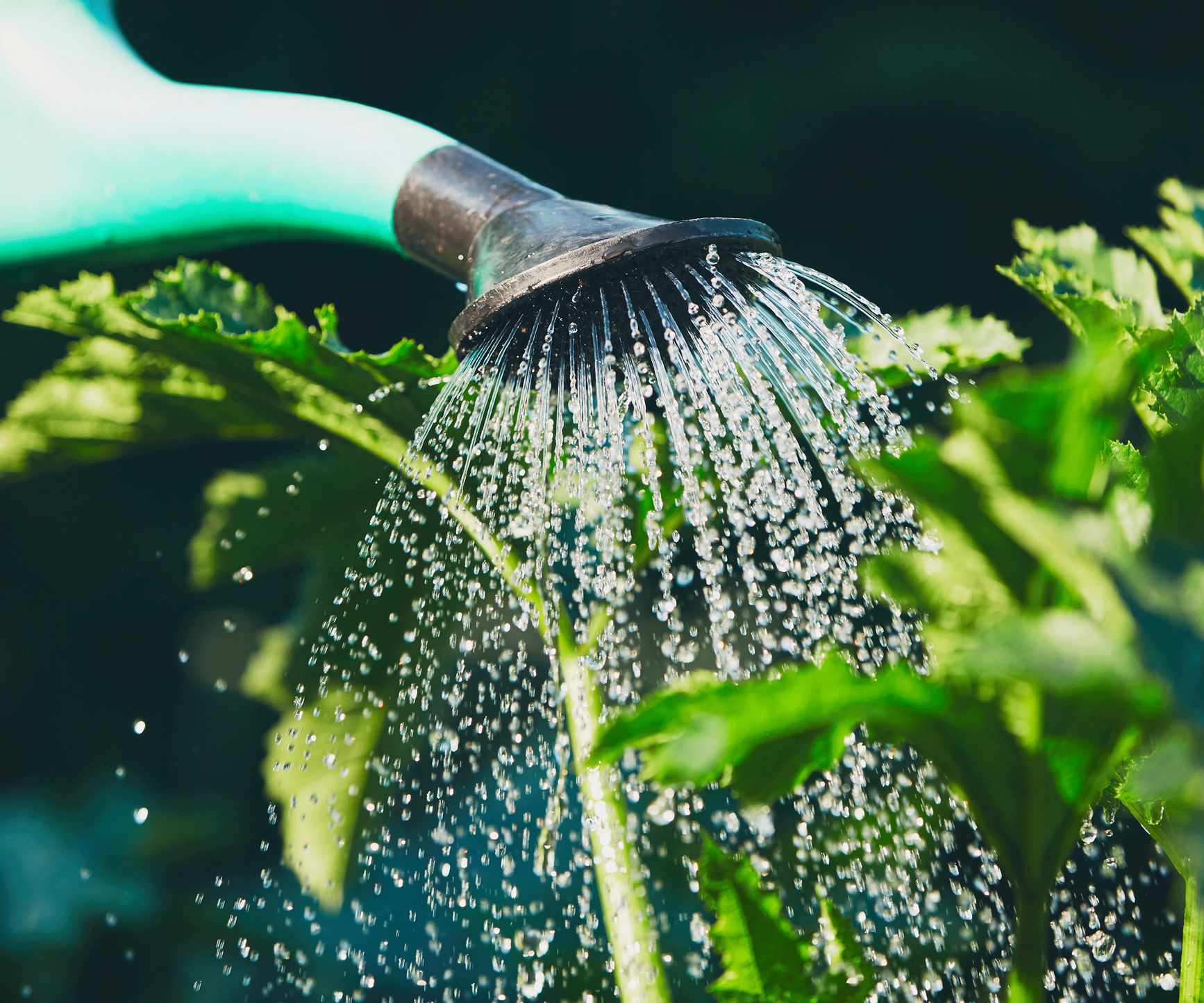 watering plants with a watering can