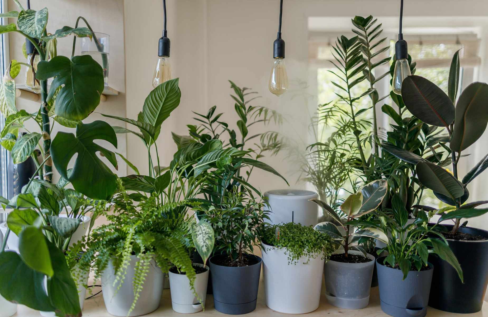 Best winter houseplants – 21 plants to grow indoors in winter