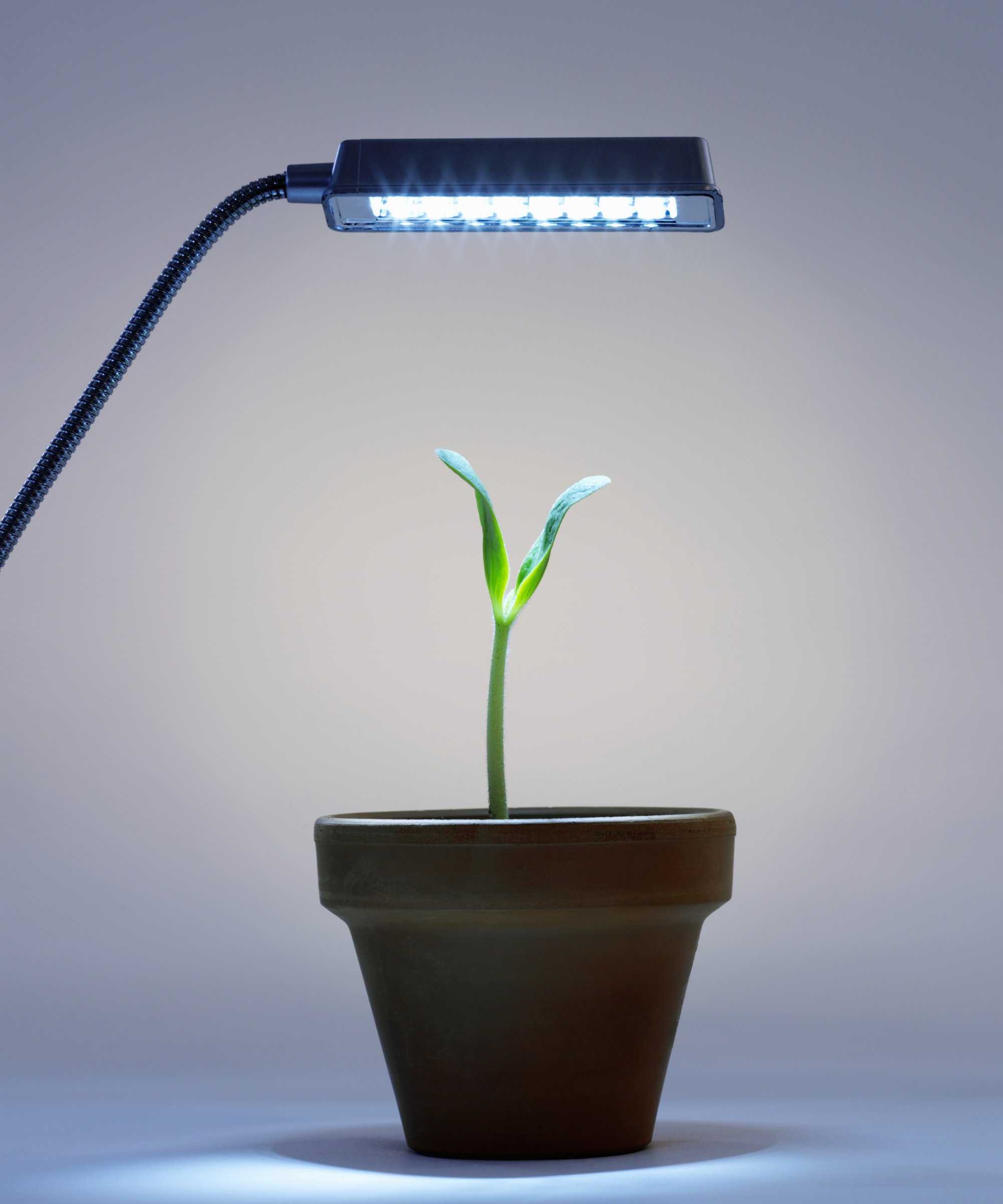 Grow light