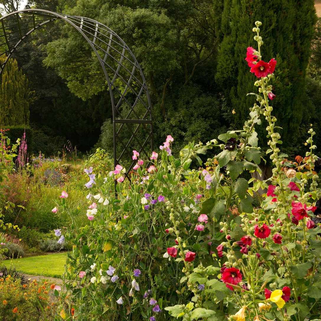 hollyhocks, sweetpeas, and garden arch