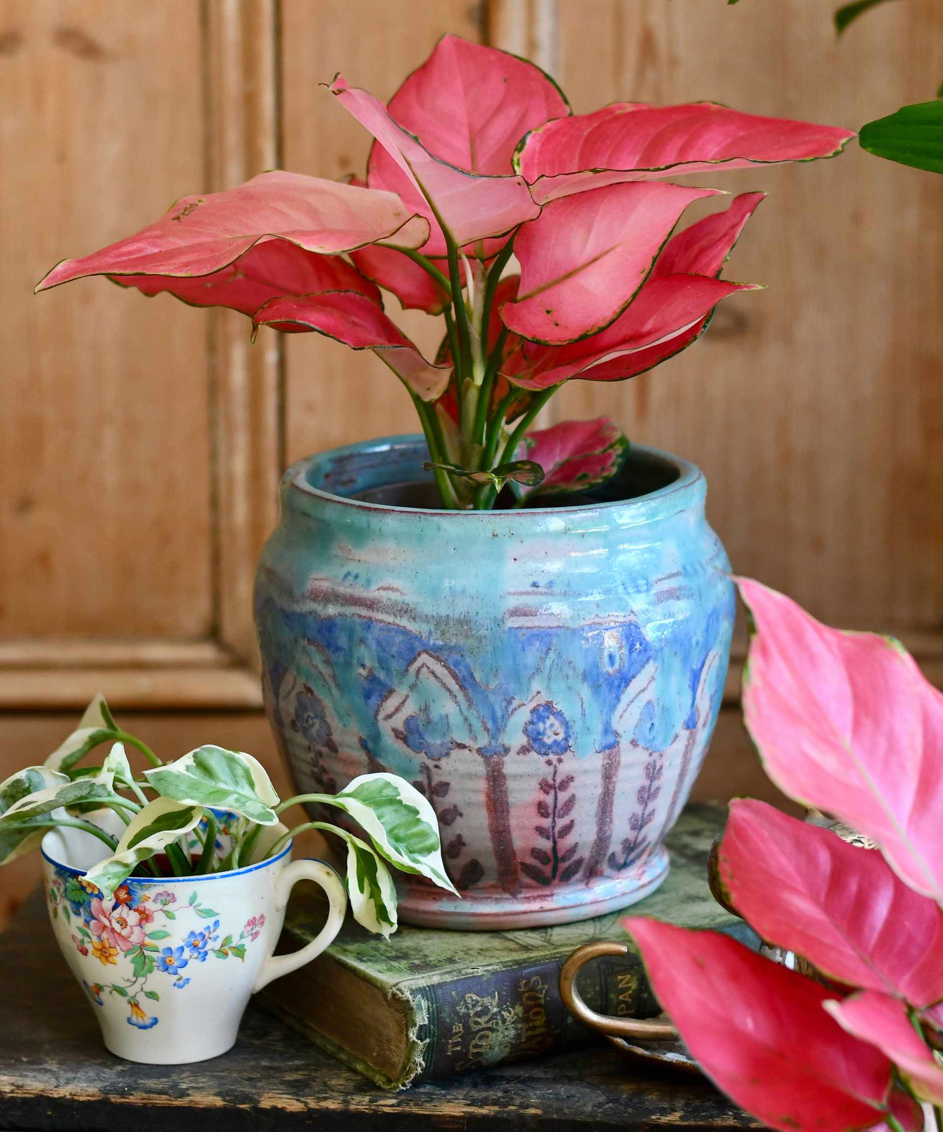 aglaonema pink star
