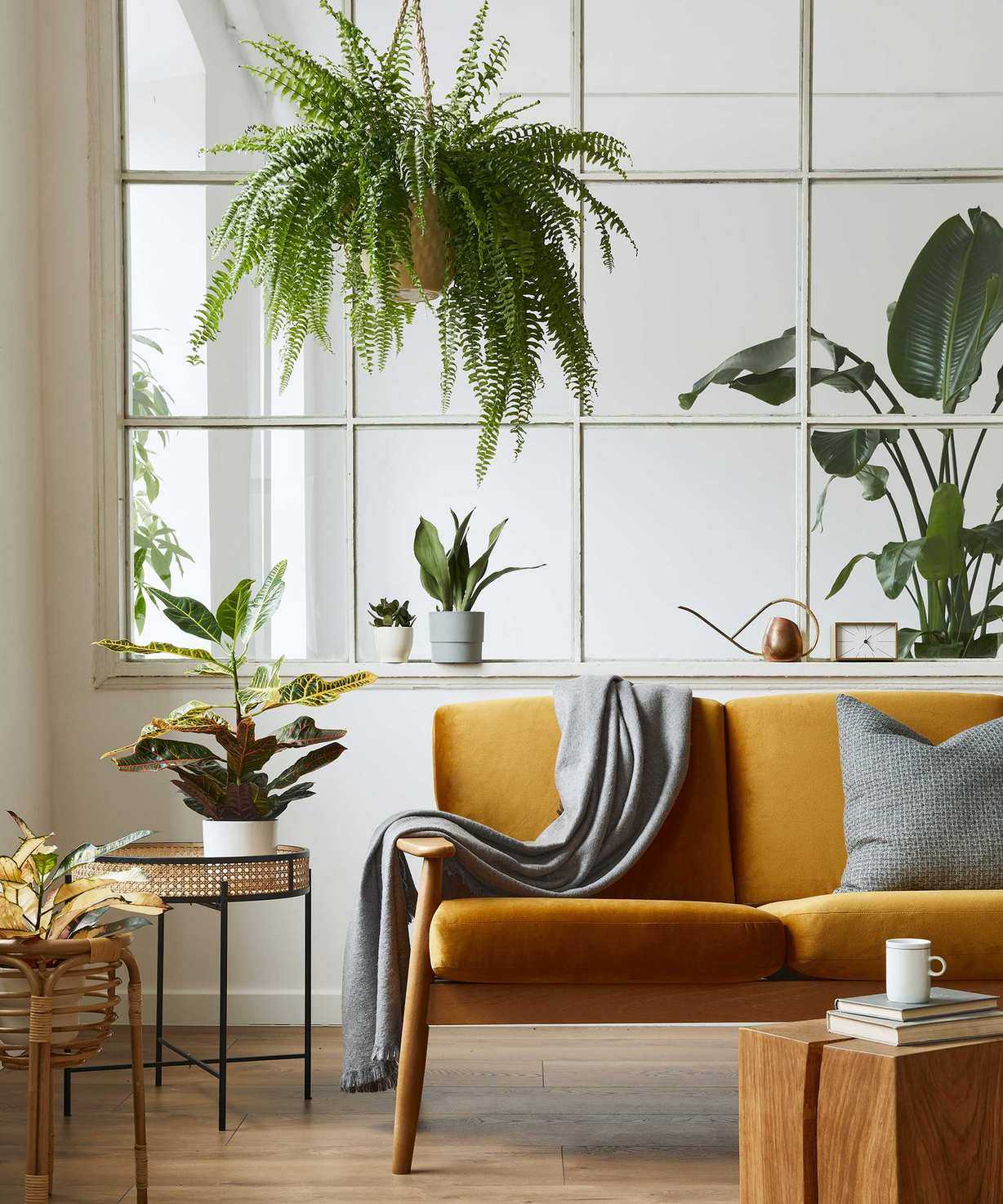 houseplants in apartment