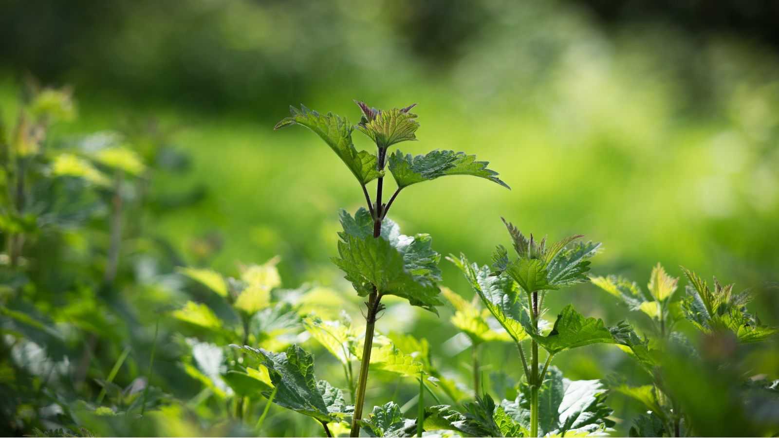 Does vinegar kill weeds? Experts share how to use this kitchen item to eradicate unwanted plants