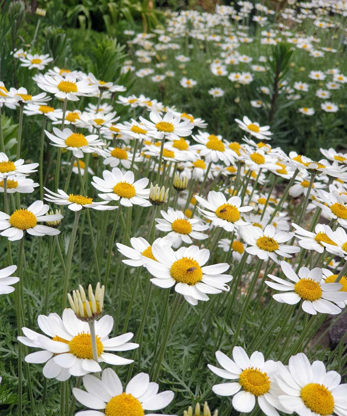 daisy like Anthemis &lsquo;Tetworth&rsquo; flowers