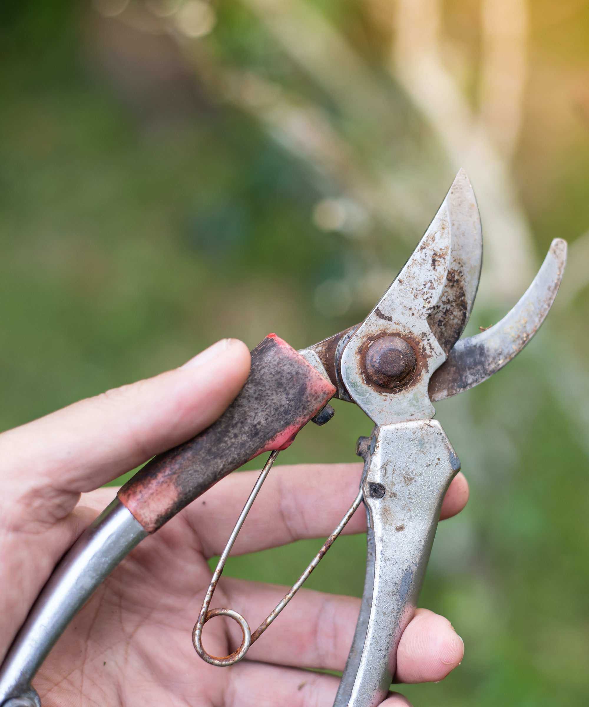 A pair of old rusty pruners