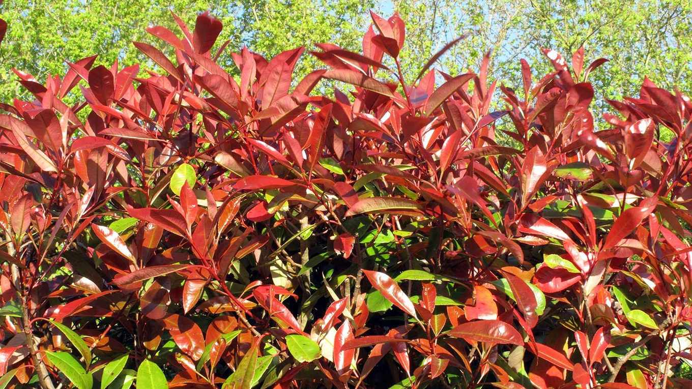 Best hedging plants – 10 choices for beautiful, leafy boundaries