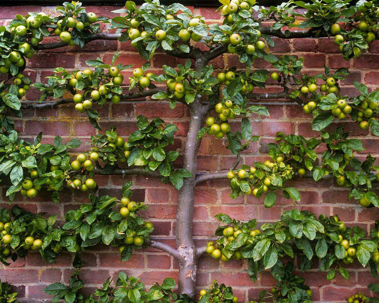 apple trees to espalier