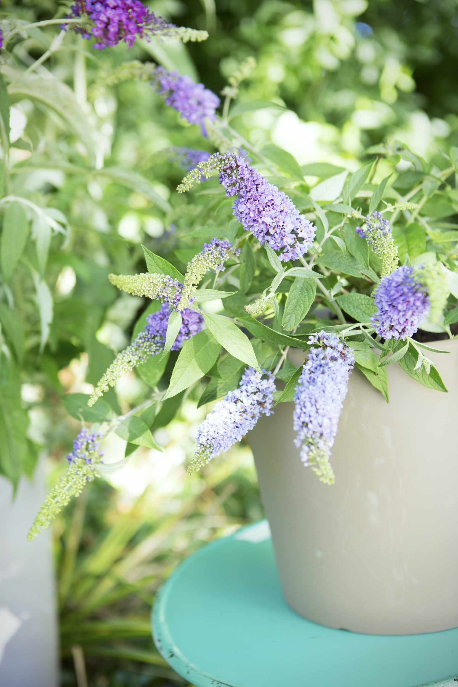 Buddleja