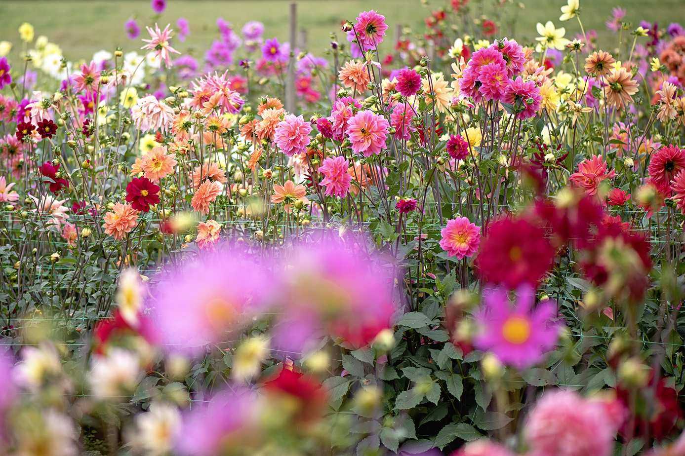 dahlia display