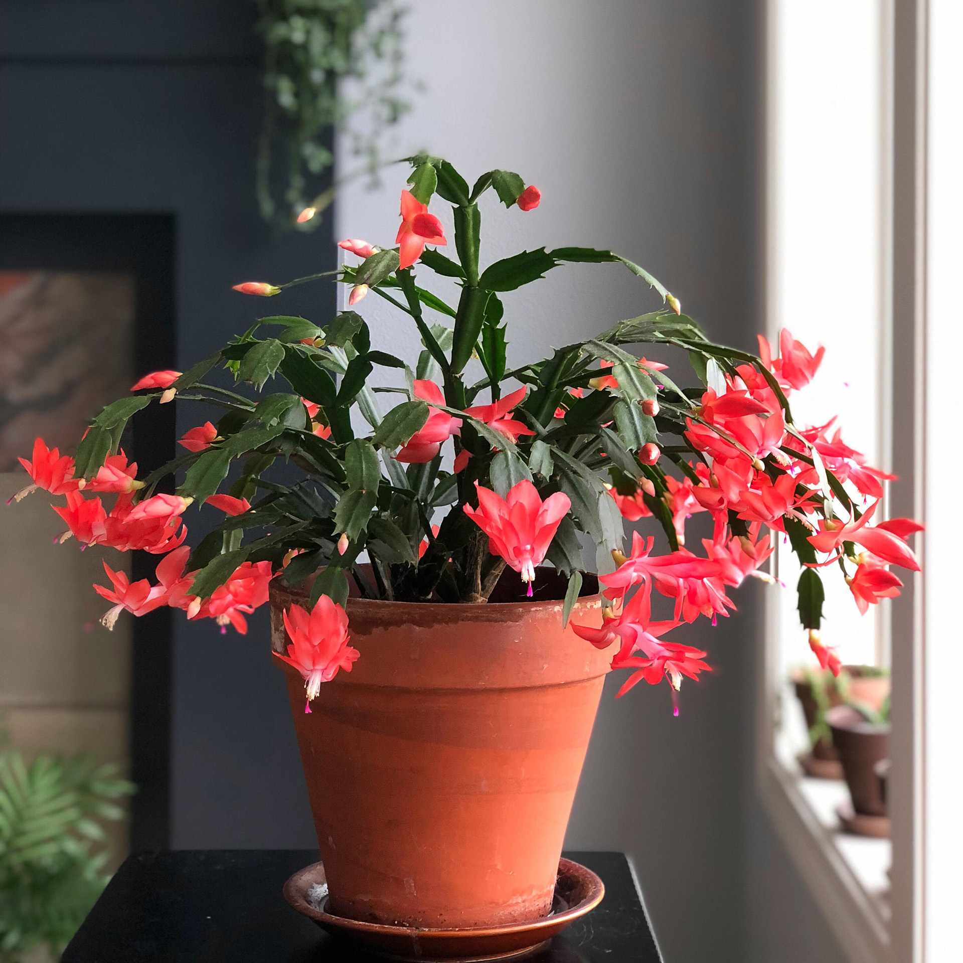 Schlumbergera truncate Christmas cactushouseplant