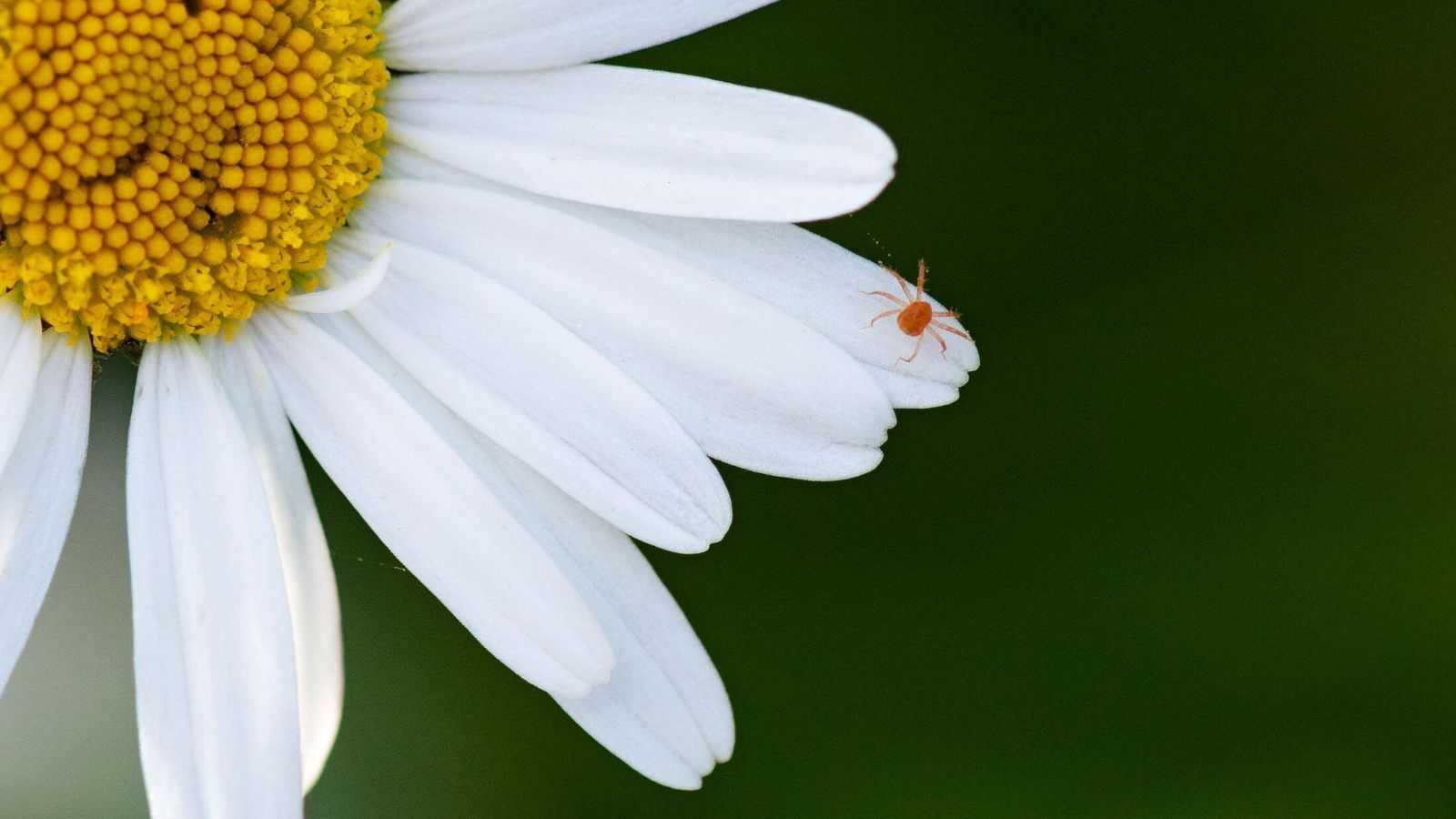 How to get rid of spider mites – to protect your plants from pesky pests