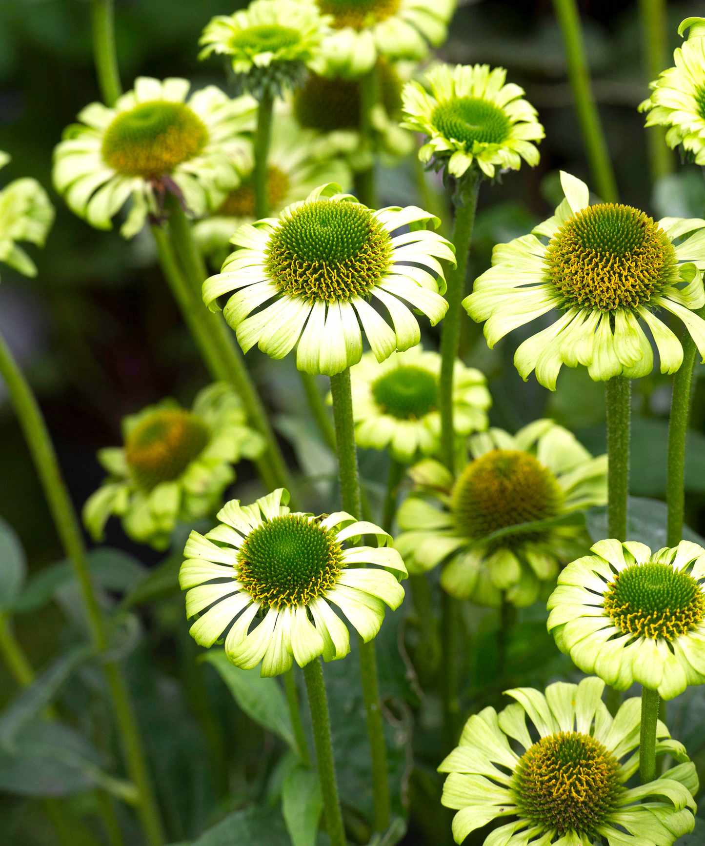 coneflower variety Green Jewel flowering in summer border
