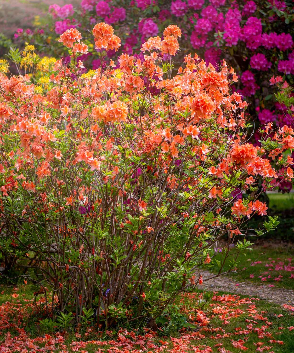 When to plant azaleas