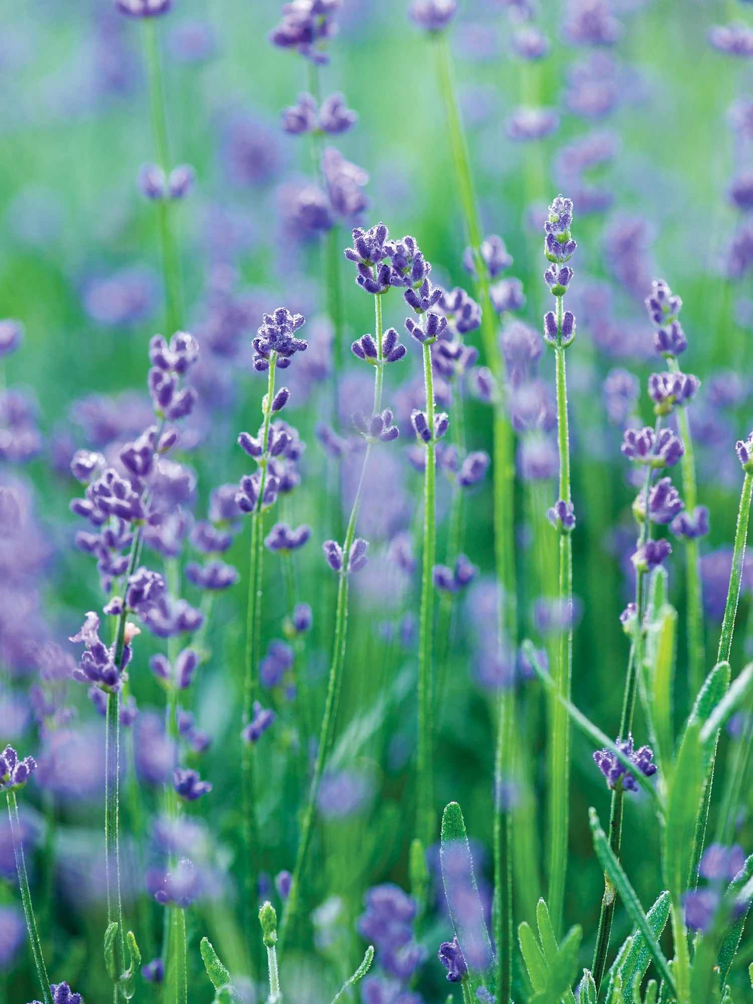 Lavender, Munstead