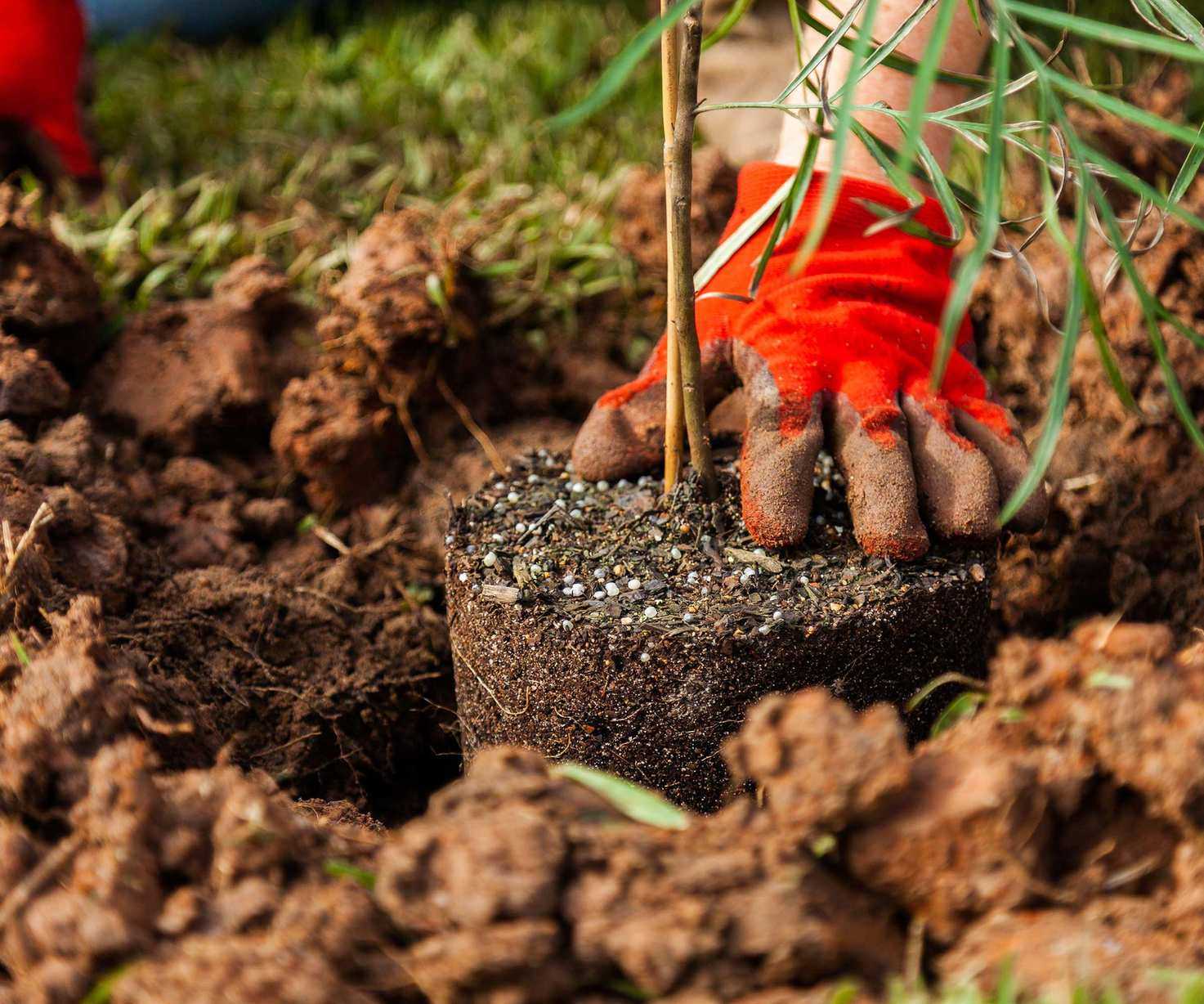 planting a tree