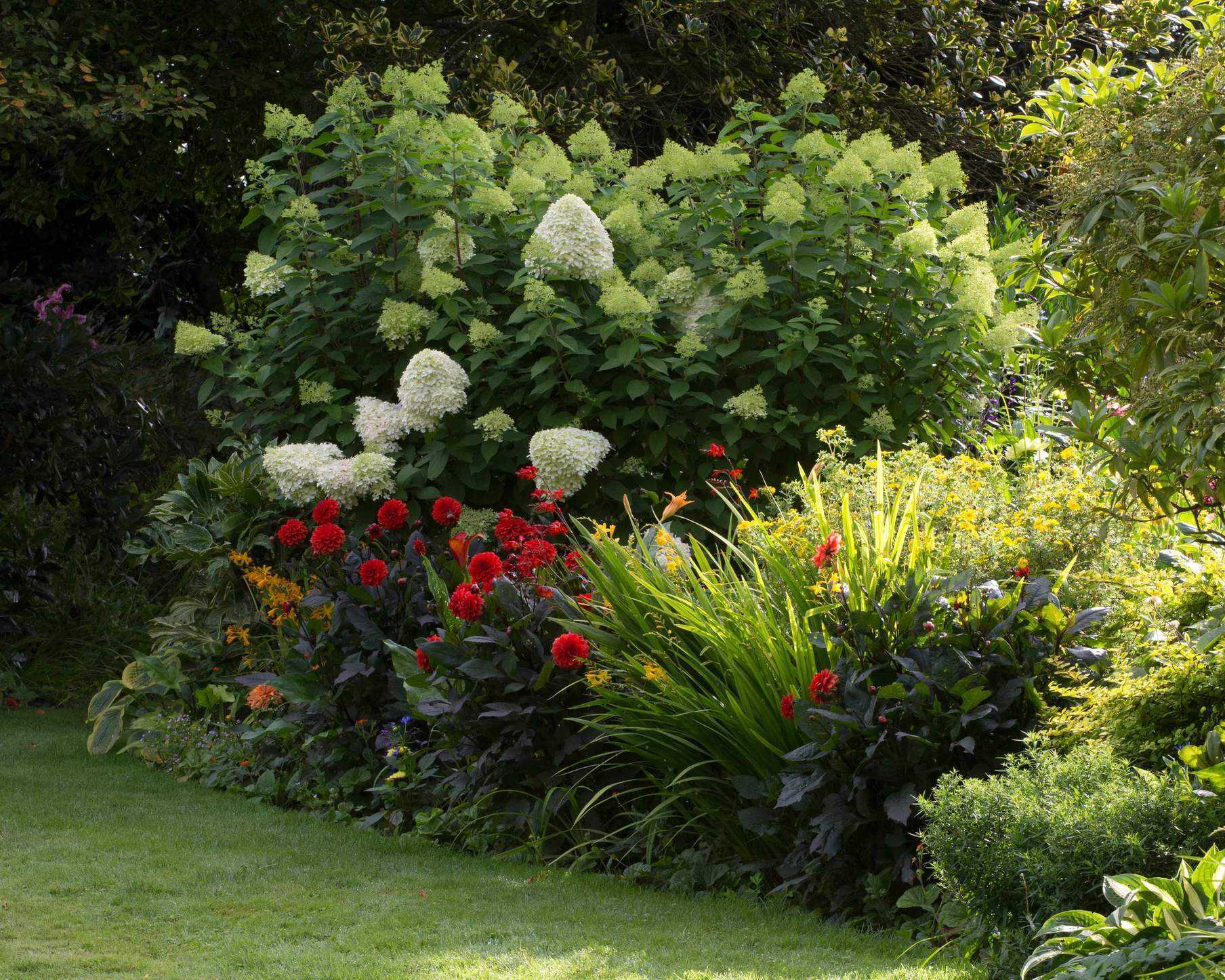 hydrangeas growing in a mixed garden border