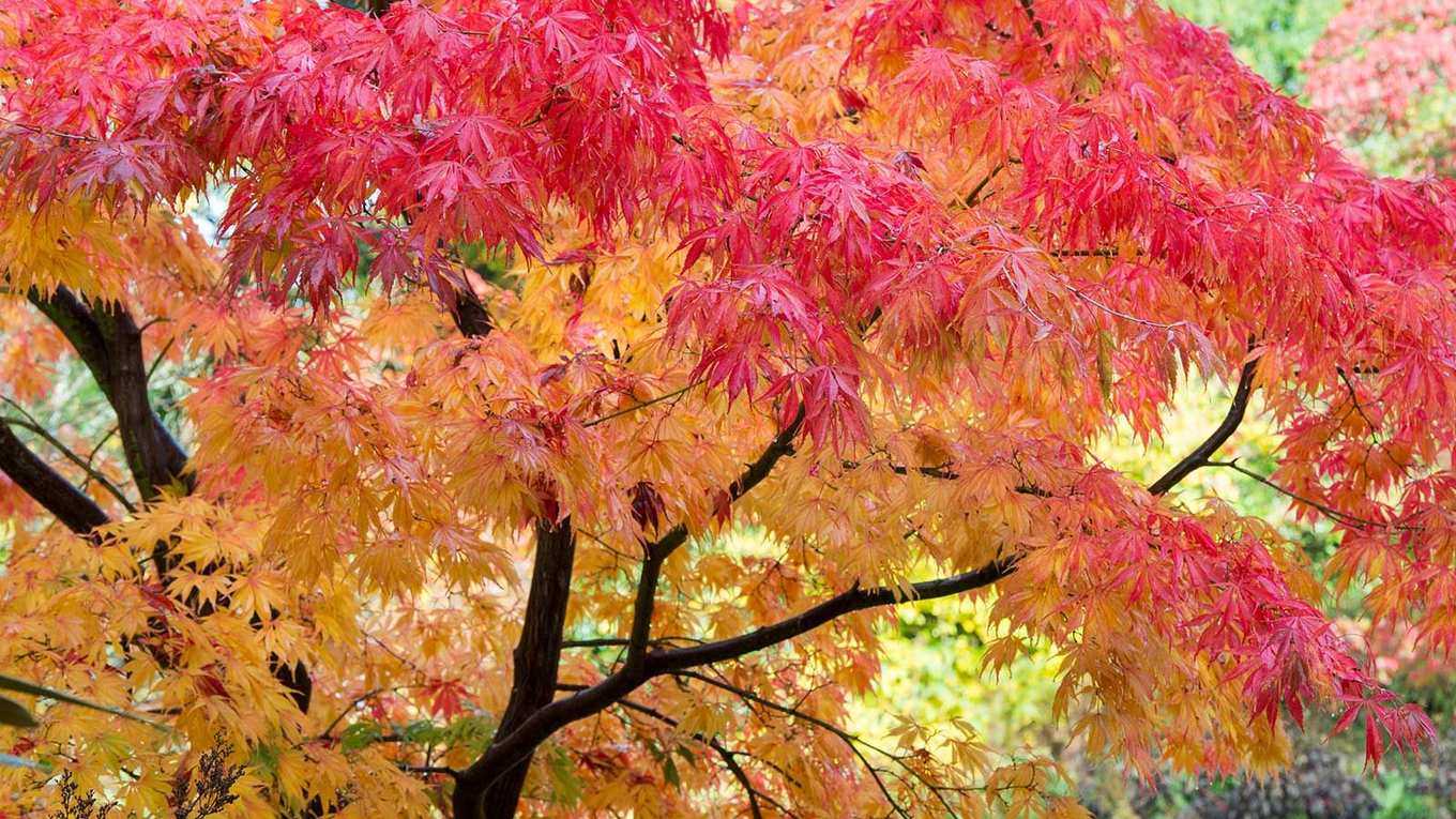 Japanese maples care and growing guide – top tips for these colorful trees