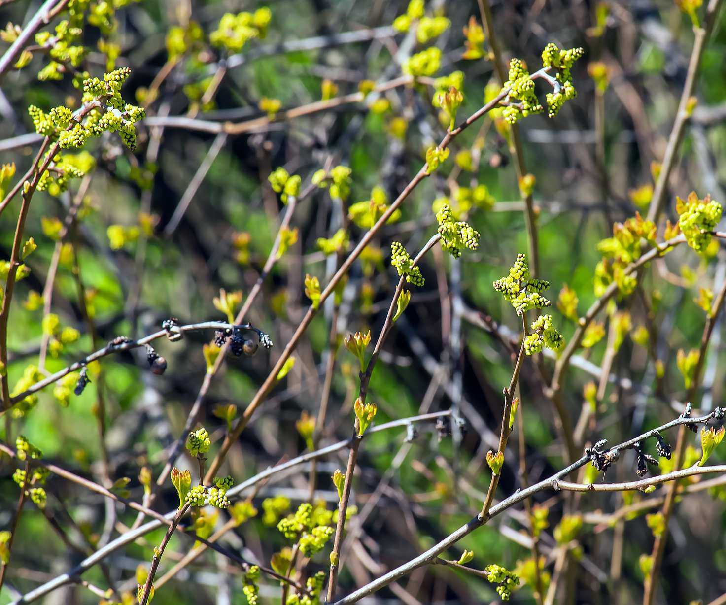 Rhus Trilobata, Skunkbush